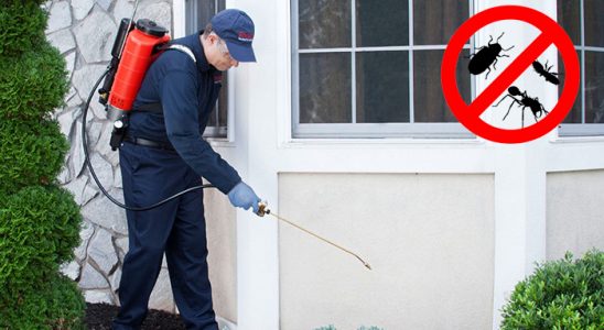 Sandıklı Bit İlaçlama böcek ilaçlama ve haşere kontrolü — ilaclama-tr.com